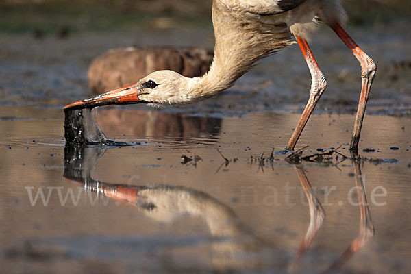 Weißstorch (Ciconia ciconia)