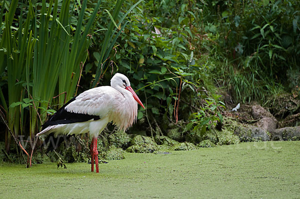 Weißstorch (Ciconia ciconia)