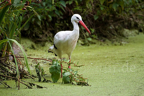 Weißstorch (Ciconia ciconia)