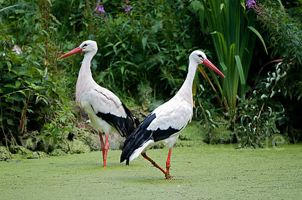 Weißstorch (Ciconia ciconia)