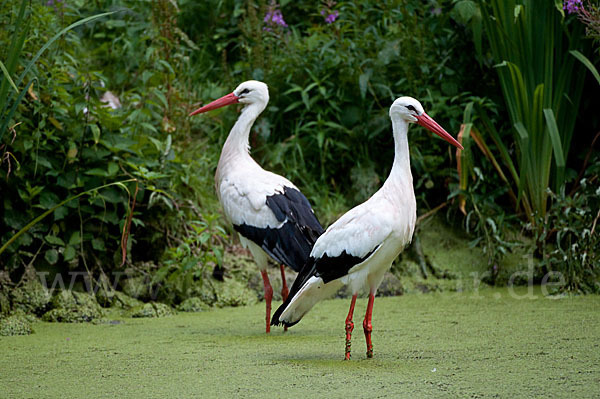 Weißstorch (Ciconia ciconia)