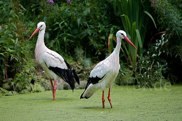 Weißstorch (Ciconia ciconia)