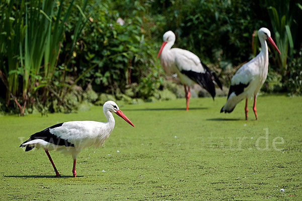 Weißstorch (Ciconia ciconia)