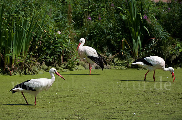 Weißstorch (Ciconia ciconia)