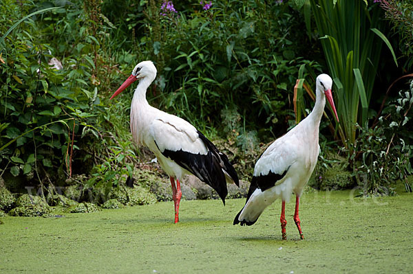 Weißstorch (Ciconia ciconia)