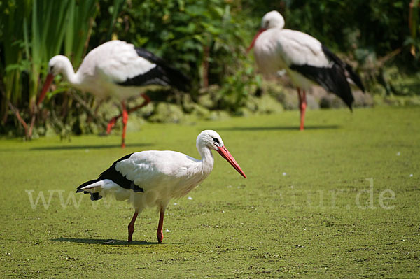 Weißstorch (Ciconia ciconia)