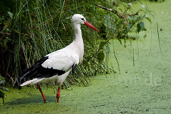 Weißstorch (Ciconia ciconia)