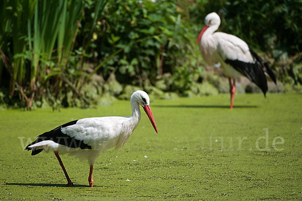 Weißstorch (Ciconia ciconia)