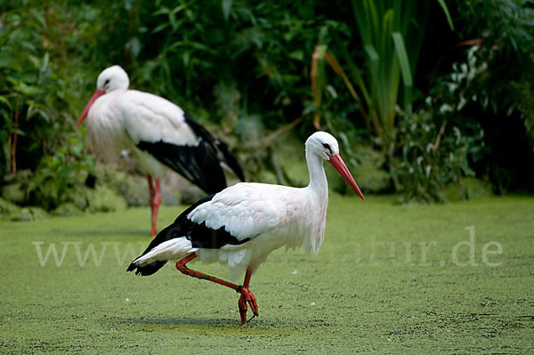 Weißstorch (Ciconia ciconia)