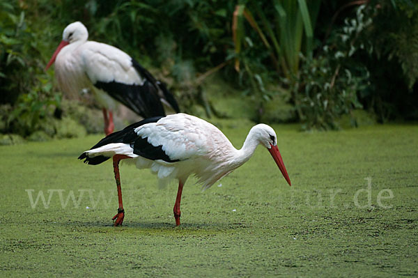 Weißstorch (Ciconia ciconia)