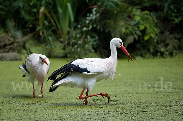 Weißstorch (Ciconia ciconia)