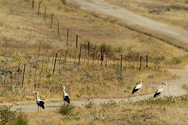 Weißstorch (Ciconia ciconia)