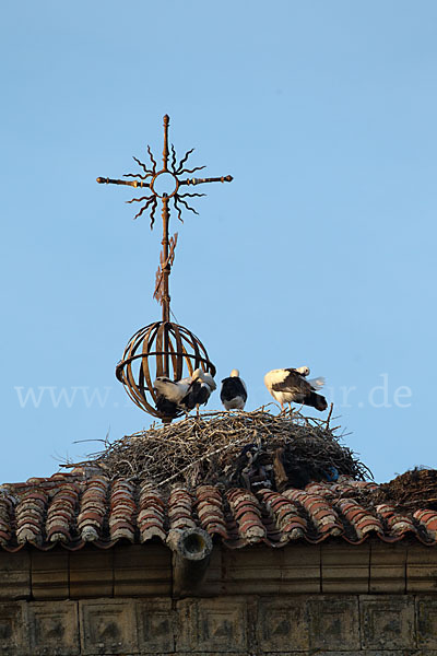 Weißstorch (Ciconia ciconia)