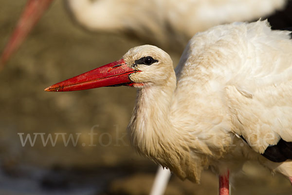 Weißstorch (Ciconia ciconia)