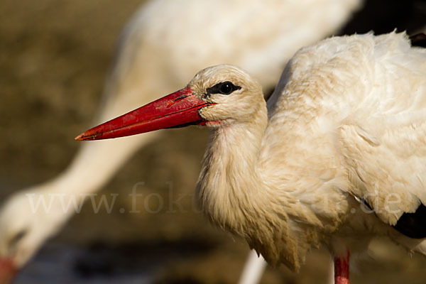 Weißstorch (Ciconia ciconia)