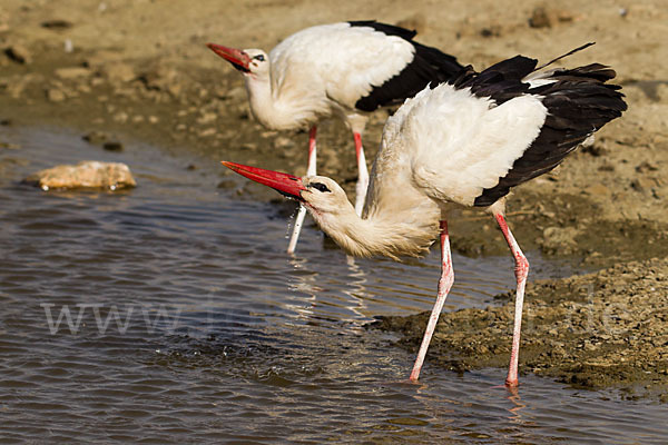 Weißstorch (Ciconia ciconia)