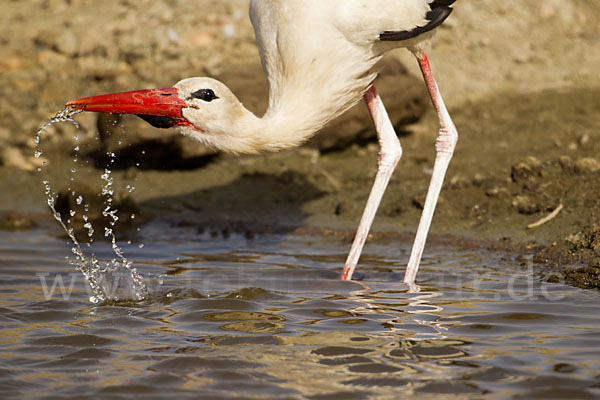 Weißstorch (Ciconia ciconia)