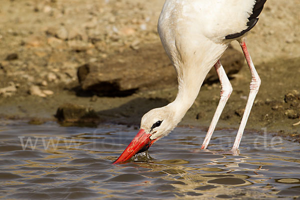 Weißstorch (Ciconia ciconia)