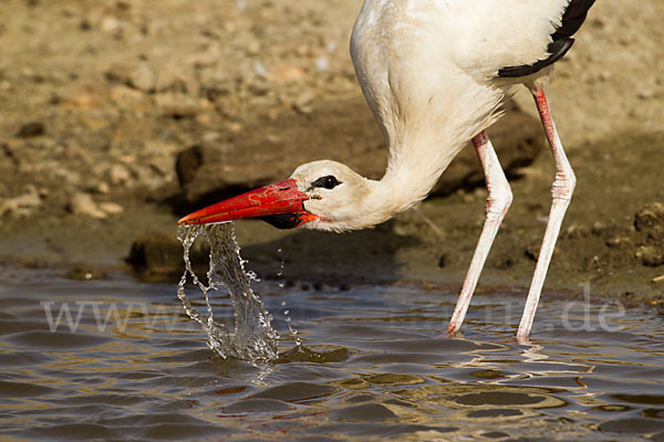 Weißstorch (Ciconia ciconia)