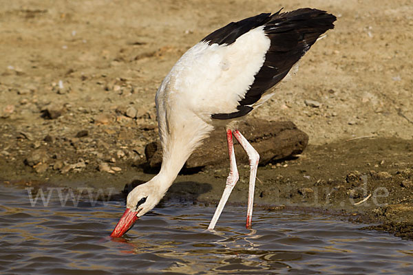 Weißstorch (Ciconia ciconia)