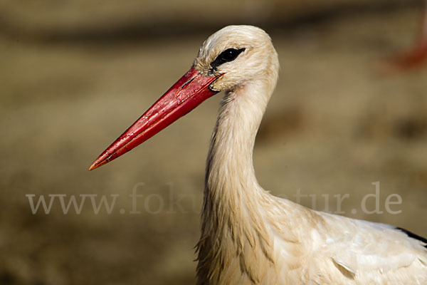 Weißstorch (Ciconia ciconia)