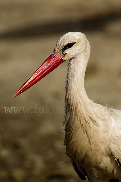 Weißstorch (Ciconia ciconia)