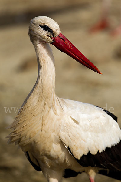 Weißstorch (Ciconia ciconia)