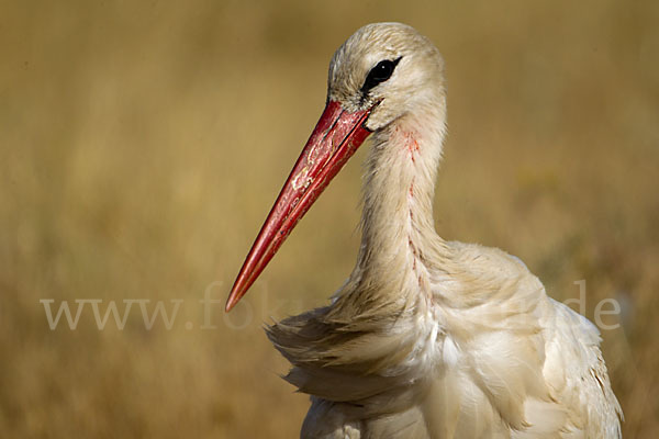 Weißstorch (Ciconia ciconia)