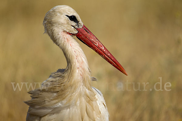 Weißstorch (Ciconia ciconia)