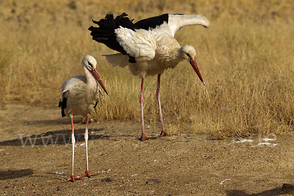 Weißstorch (Ciconia ciconia)