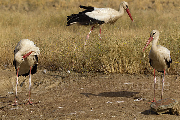 Weißstorch (Ciconia ciconia)