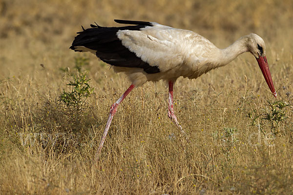 Weißstorch (Ciconia ciconia)