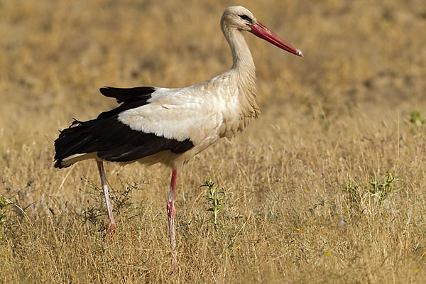 Weißstorch (Ciconia ciconia)