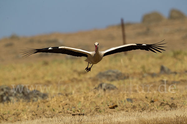 Weißstorch (Ciconia ciconia)