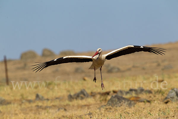 Weißstorch (Ciconia ciconia)