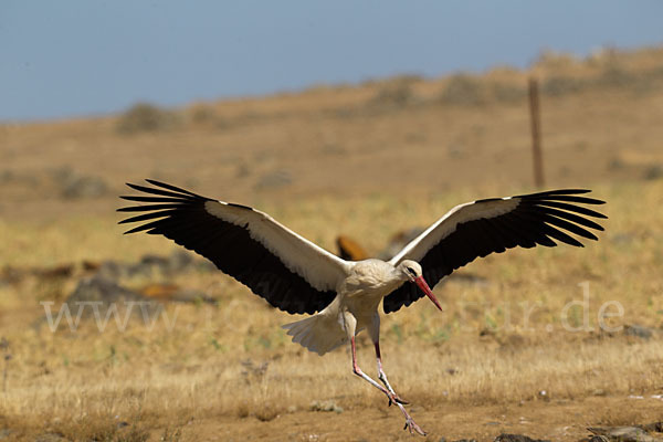 Weißstorch (Ciconia ciconia)