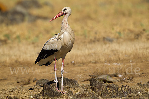 Weißstorch (Ciconia ciconia)