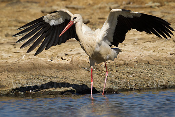 Weißstorch (Ciconia ciconia)