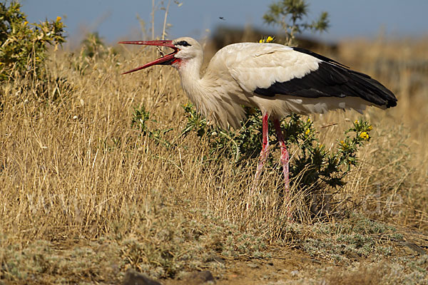 Weißstorch (Ciconia ciconia)