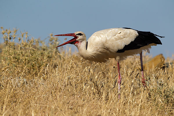 Weißstorch (Ciconia ciconia)