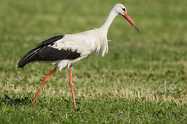 Weißstorch (Ciconia ciconia)