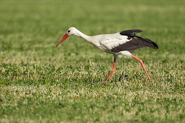 Weißstorch (Ciconia ciconia)