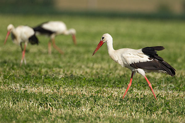 Weißstorch (Ciconia ciconia)