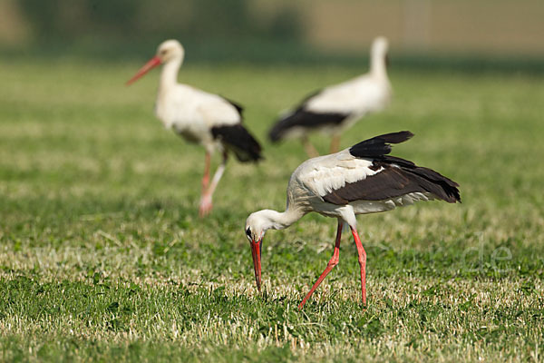 Weißstorch (Ciconia ciconia)