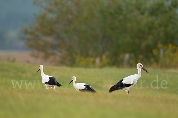 Weißstorch (Ciconia ciconia)