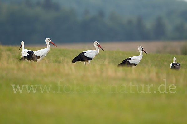 Weißstorch (Ciconia ciconia)