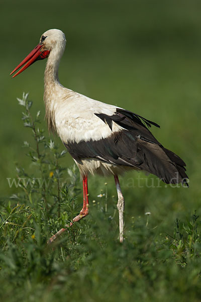 Weißstorch (Ciconia ciconia)