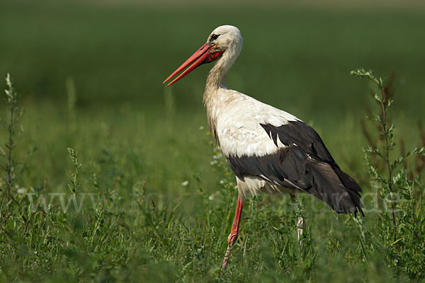 Weißstorch (Ciconia ciconia)