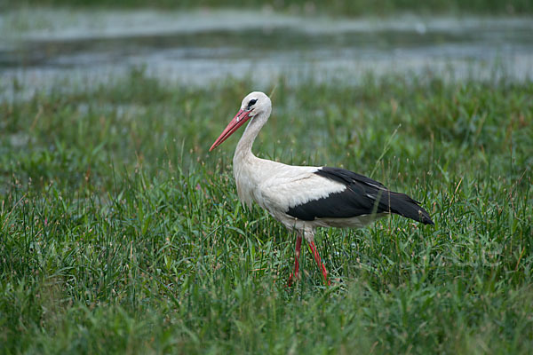 Weißstorch (Ciconia ciconia)