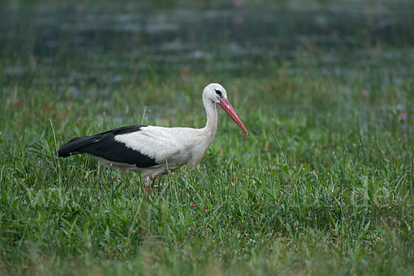 Weißstorch (Ciconia ciconia)